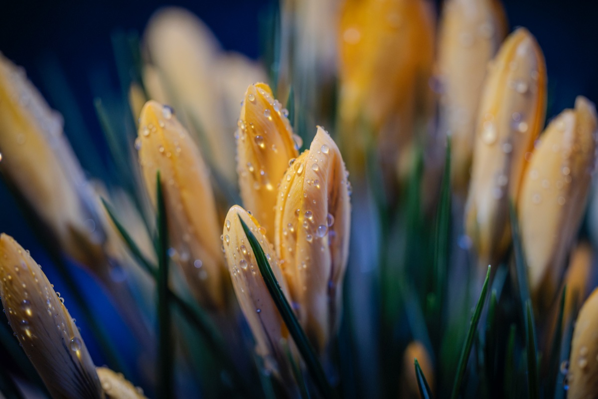 Close-up of yellow crocus buds with water droplets on their petals